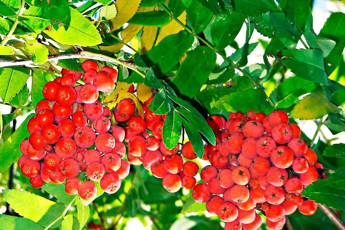 infenshui.ru - Сонник про деревья