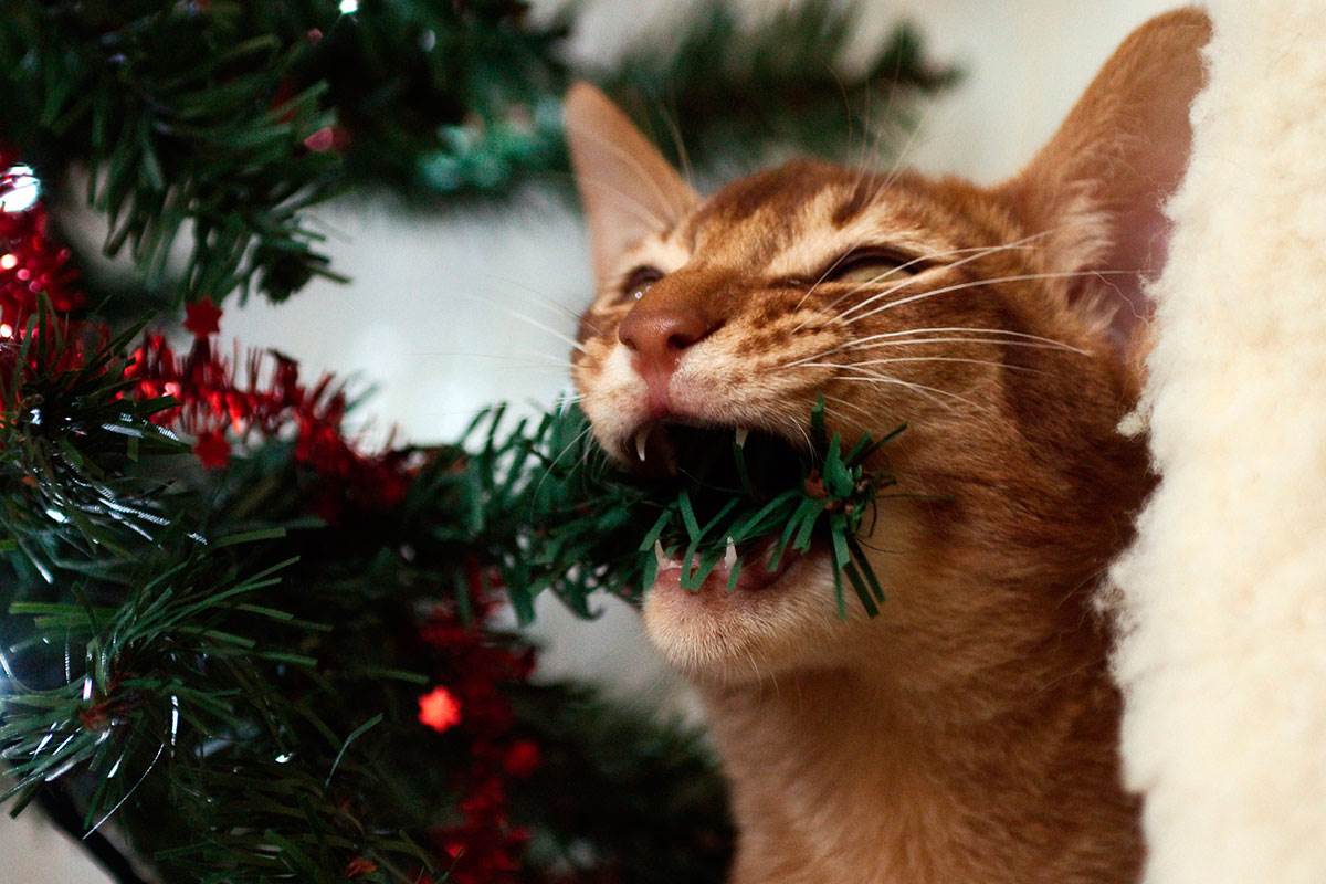 Год кота